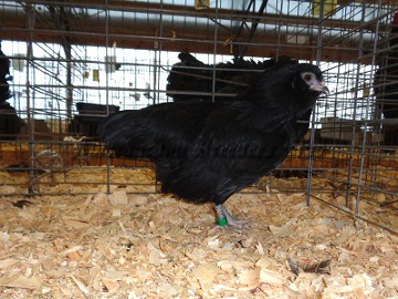 Ameraucana National 2015 BV Bantam Black Hen